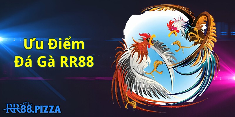 ưu điểm đá gà rr88