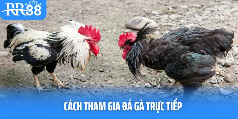 Cách Tham Gia Đá Gà Trực Tiếp RR88 Dành Cho Người Mới
